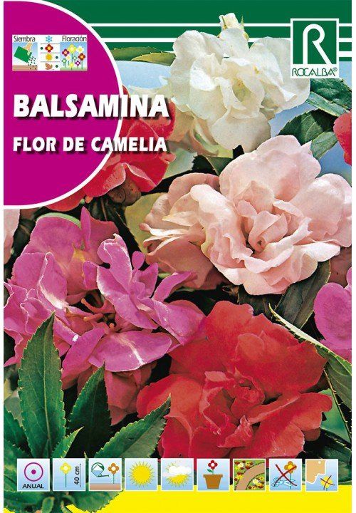 balsamina