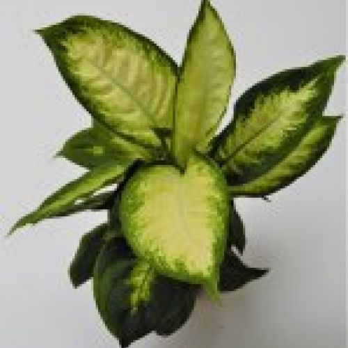 DIEFFENBACHIA