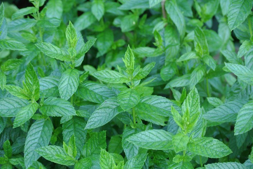 MENTA PIPERITA