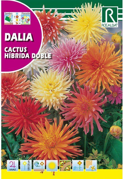 dalia