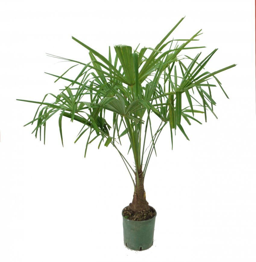 TRACHYCARPUS FORTUNEI C22