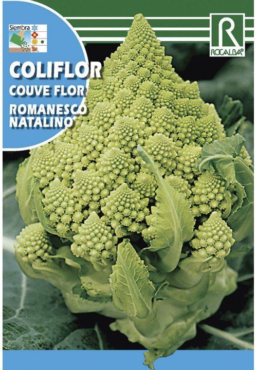 coliflor romanesco natalino