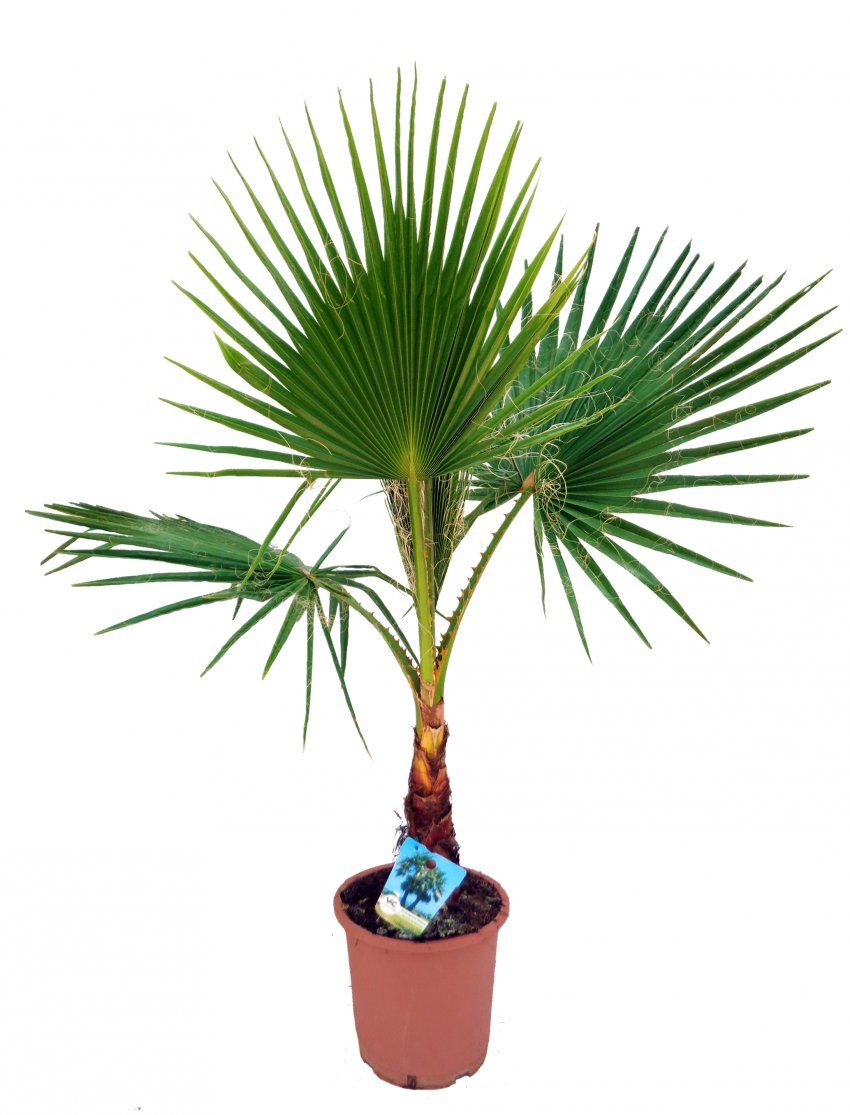 Washingtonia filifera C25