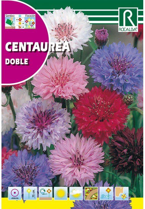 centaurea