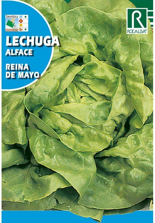 lechuga reina de mayo