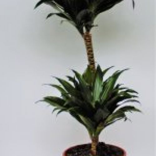 DRACENA COMPACTA