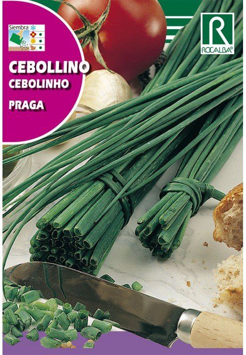 cebollino