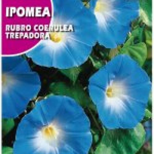 ipomea