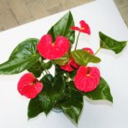 ANTHURIUM