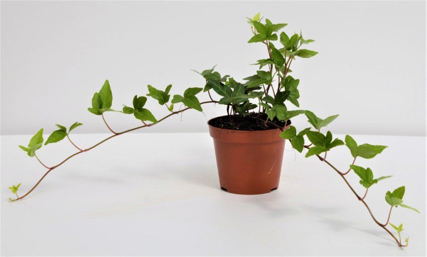 HEDERA MINI