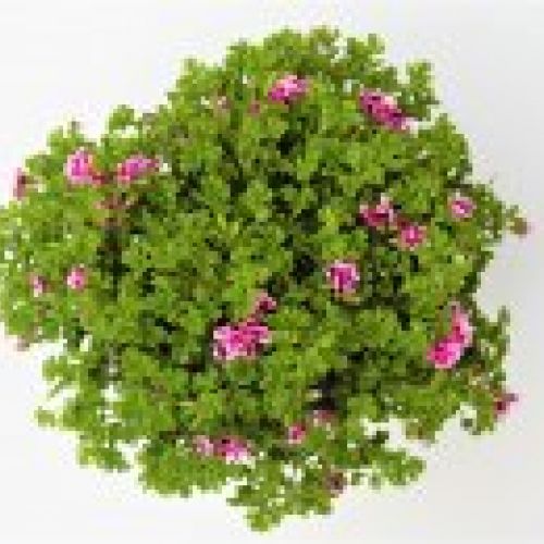 PELARGONIUM FLOR MINI