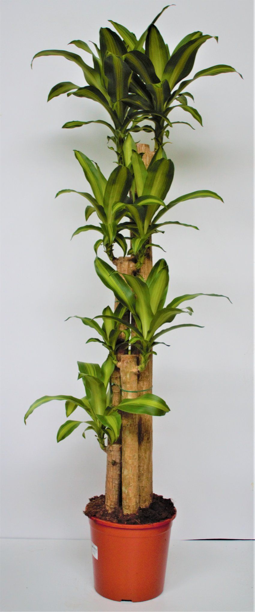 DRACENA MASSAGEANA