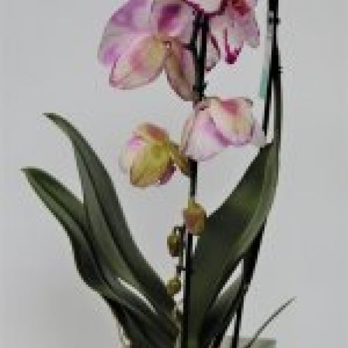 ORQUIDEA