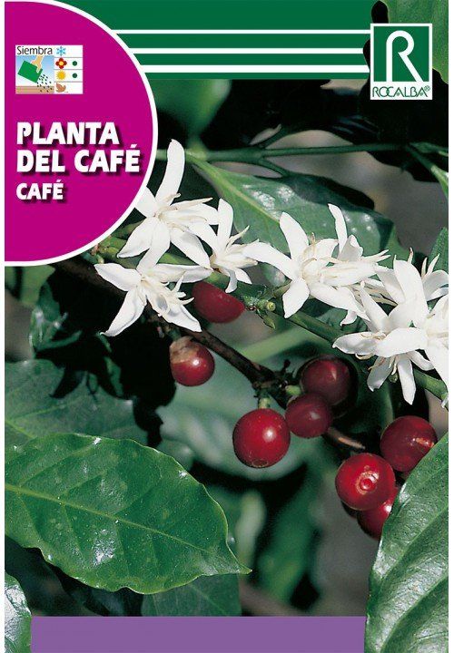 planta del cafe