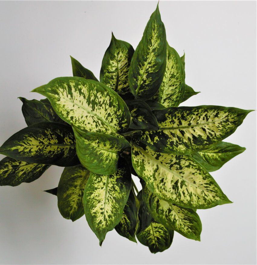 DIEFFENBACHIA