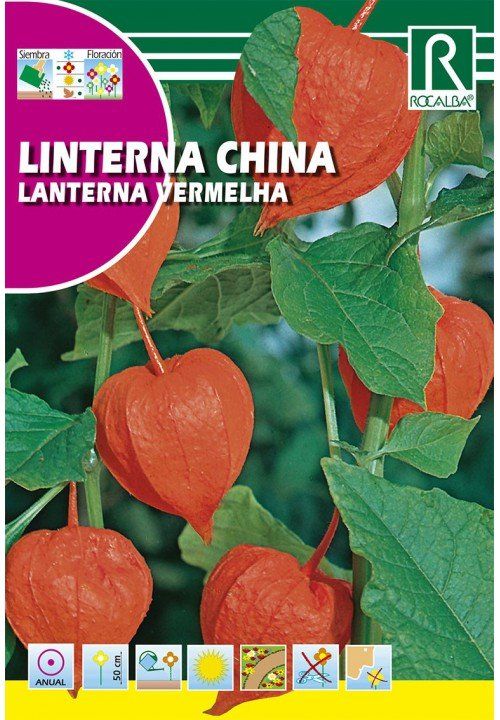 linterna china