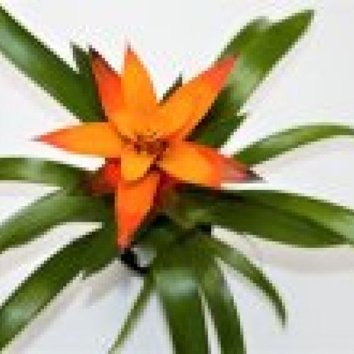 BROMELIA