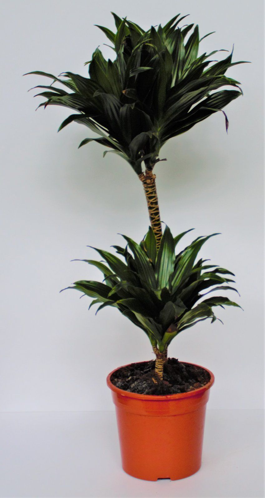 DRACENA COMPACTA