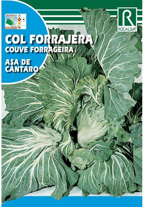 col forrajera asa de cantaro