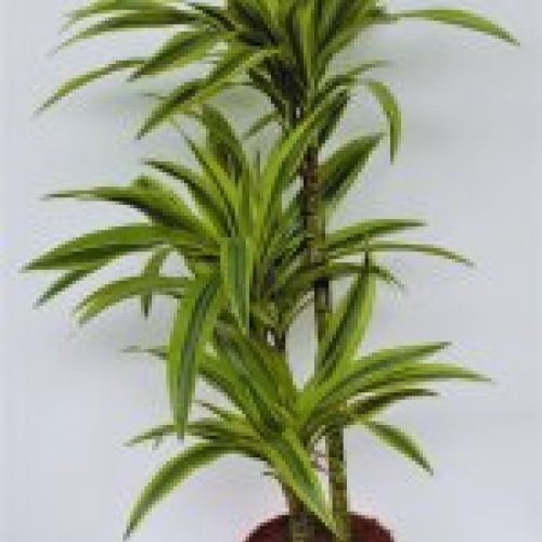 DRACENA LEMON