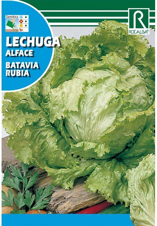 lechuga batavia rubia