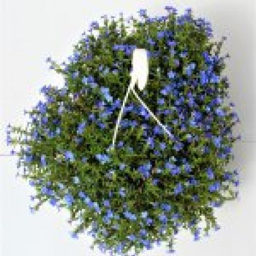 LOBELIA