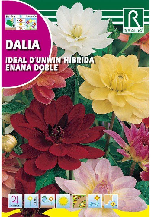 DALIA