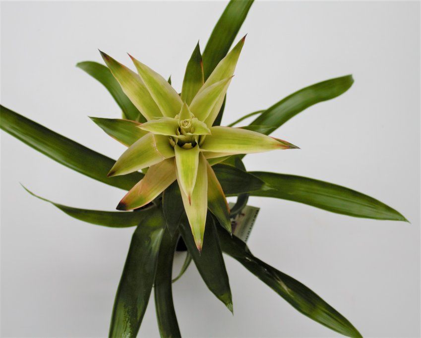 BROMELIA