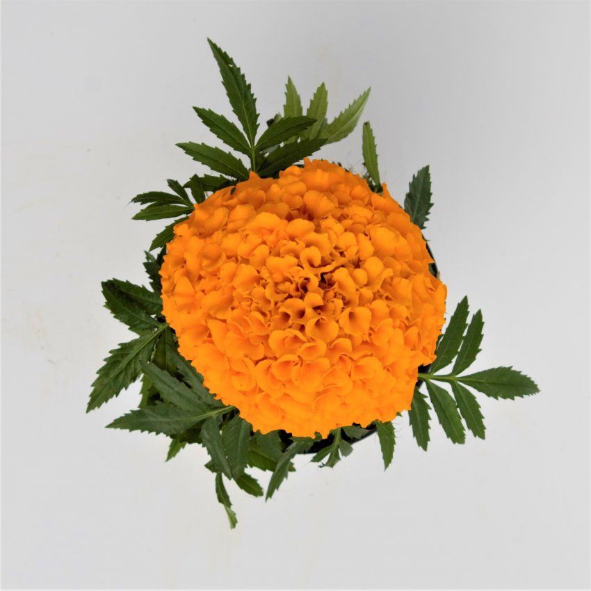 NARANJA