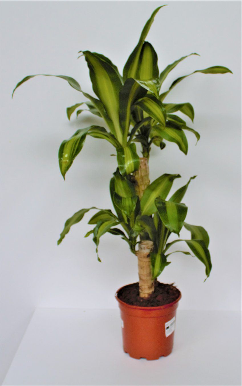 DRACENA MASSAGEANA