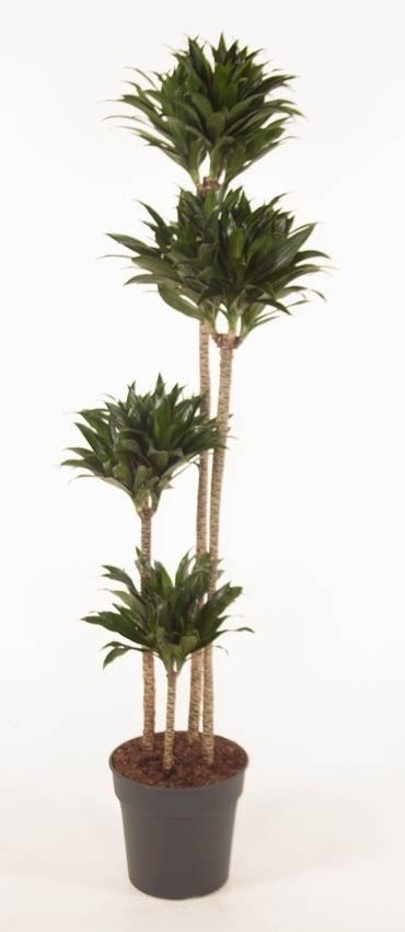 DRACENA COMPACTA