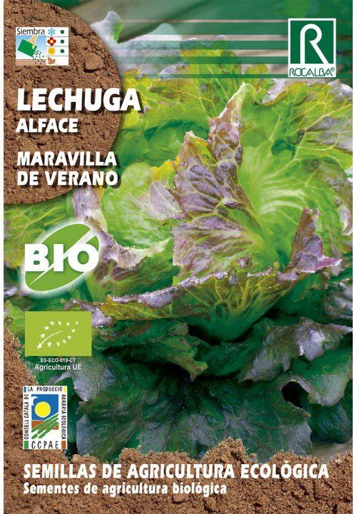 lechuga (1)