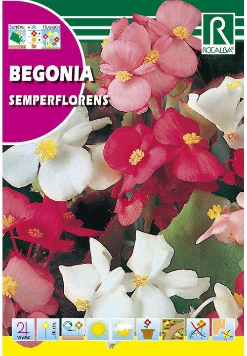 begonia