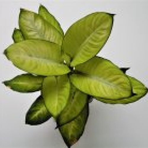 DIEFFENBACHIA