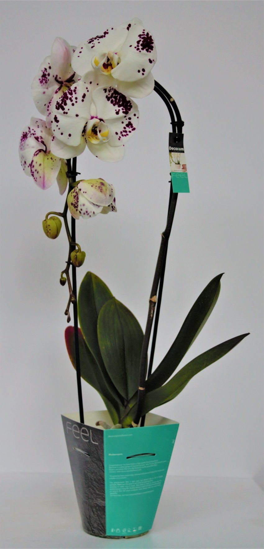 ORQUIDEA