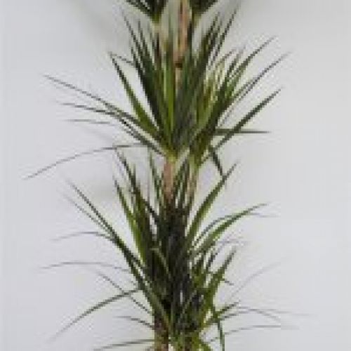 DRACENA MARGINATA