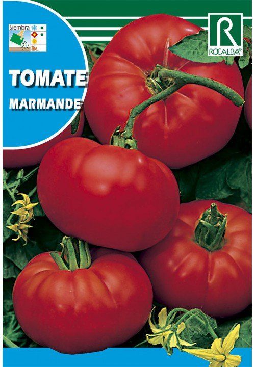 tomate marmande