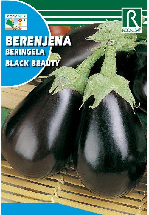 berenjena black beauty