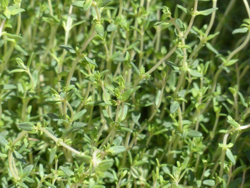 thyme 115349 1920