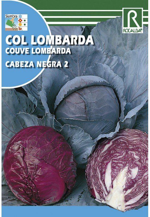 col lombarda cabeza negra 2