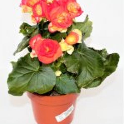 BEGONIA