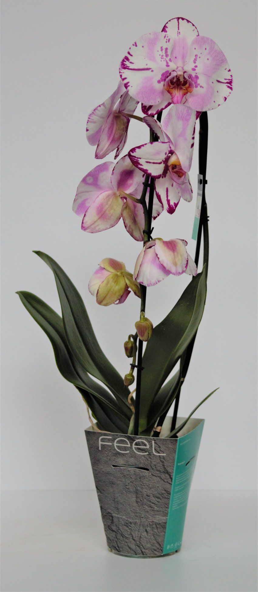 ORQUIDEA