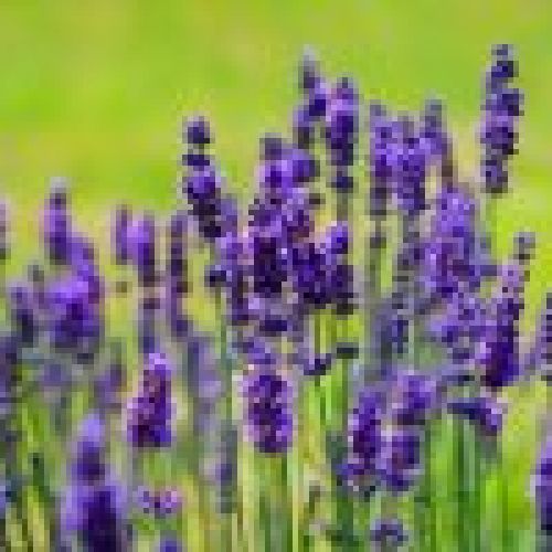 lavender 1117275 1920