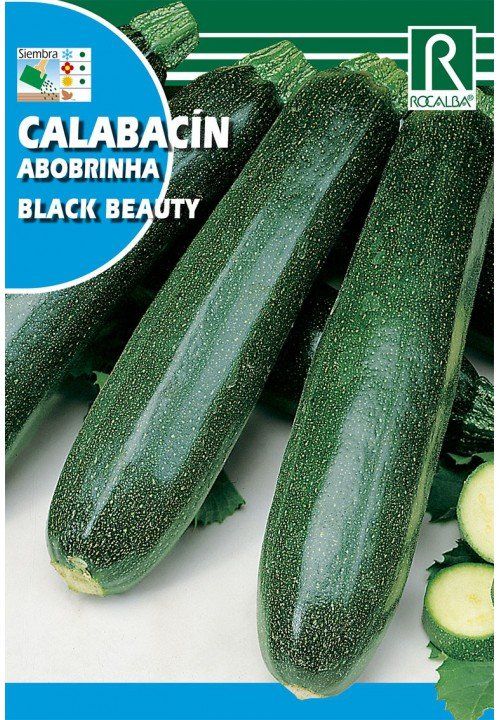 calabacin-black-beauty.jpg