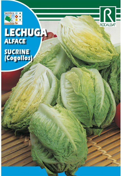 lechuga sucrine cogollos