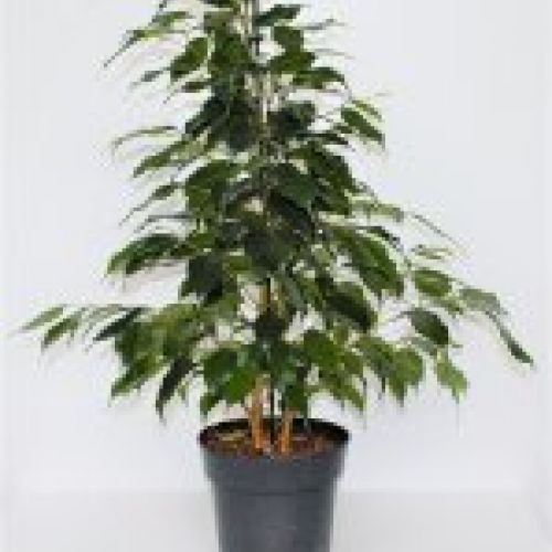 FICUS BENJAMINA