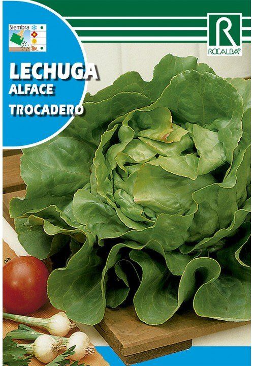 lechuga trocadero