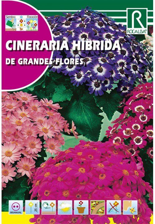 cineraria hibrida