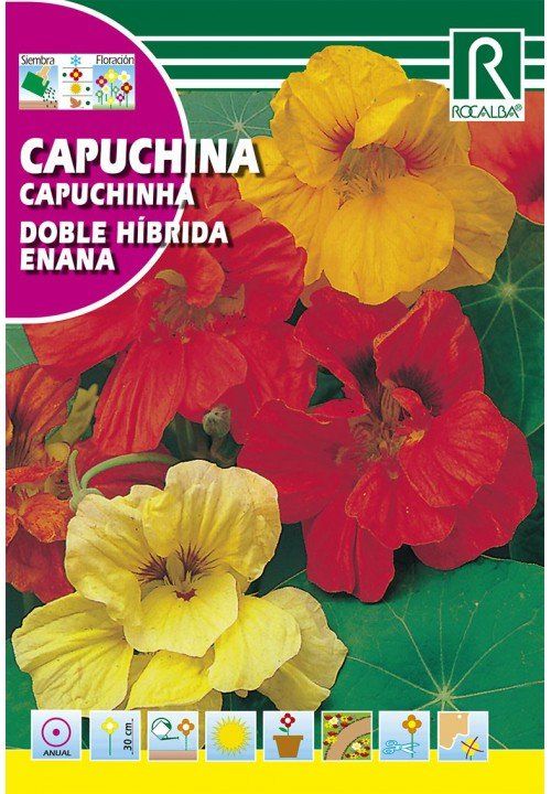 capuchina