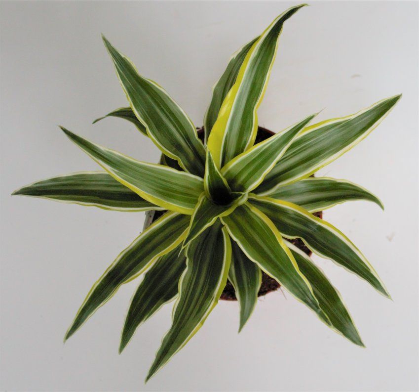 DRACENA LEMON